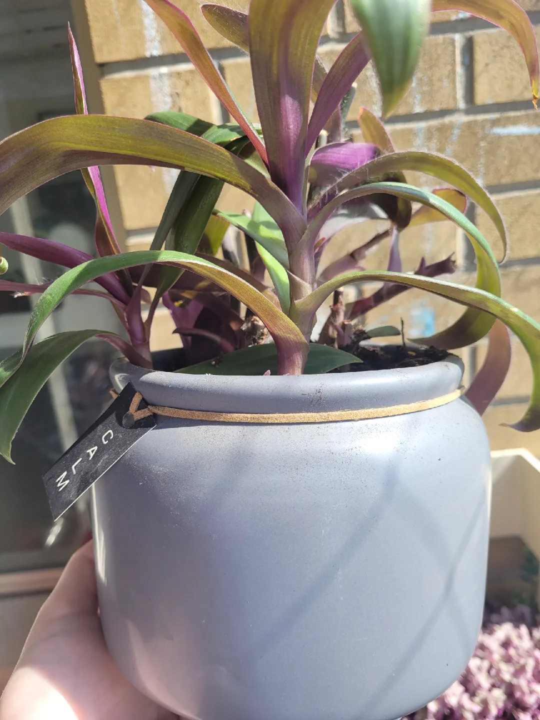 House Plant in Grey Pot image indicator(2)
