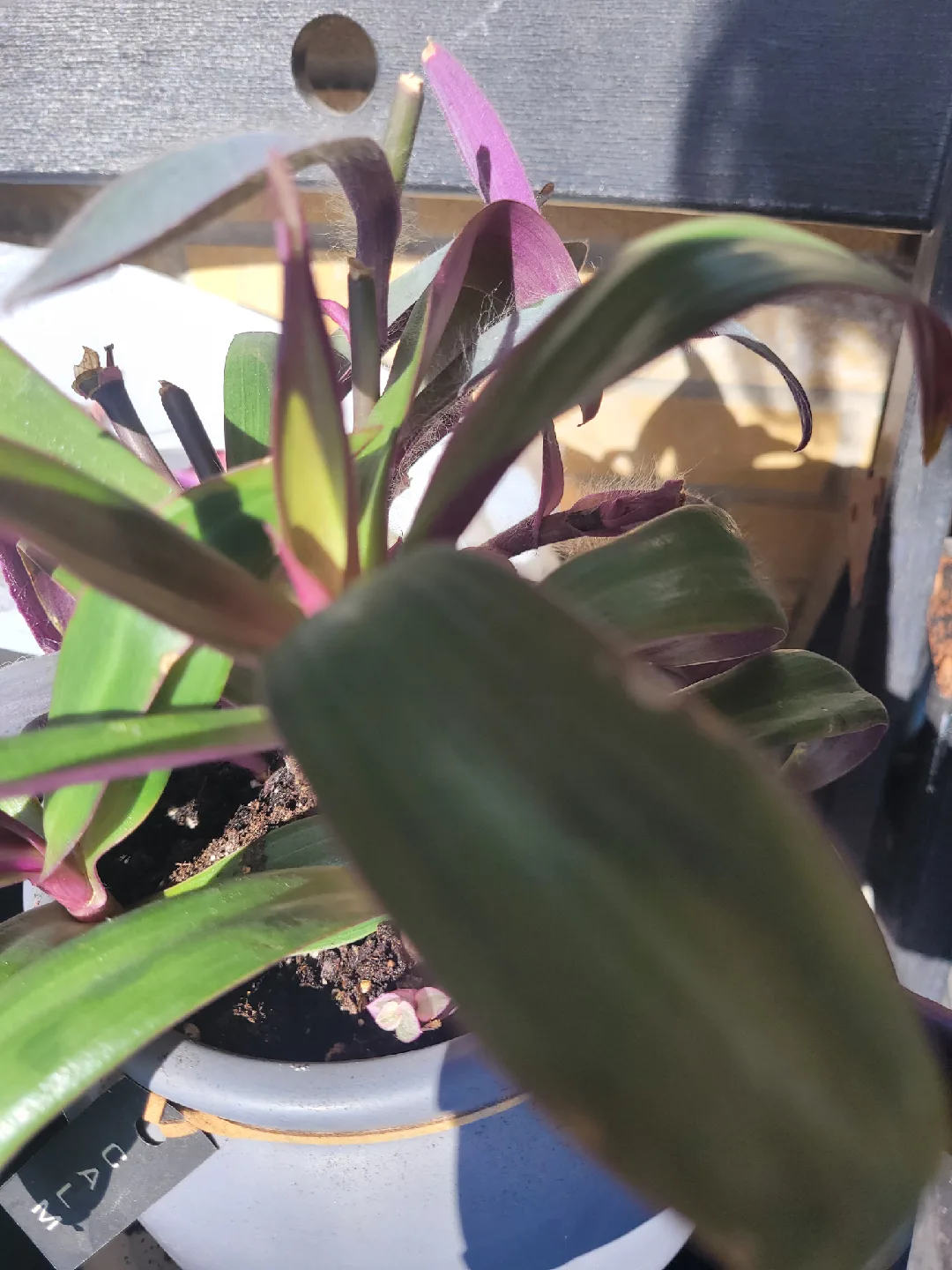 House Plant in Grey Pot image indicator(3)