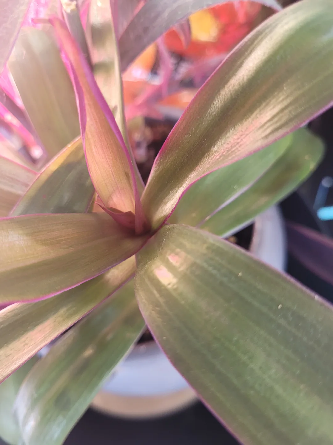 House Plant in Grey Pot image indicator(4)