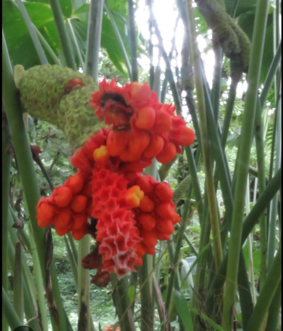 Handmade Panama Hats ,original image indicator(4)