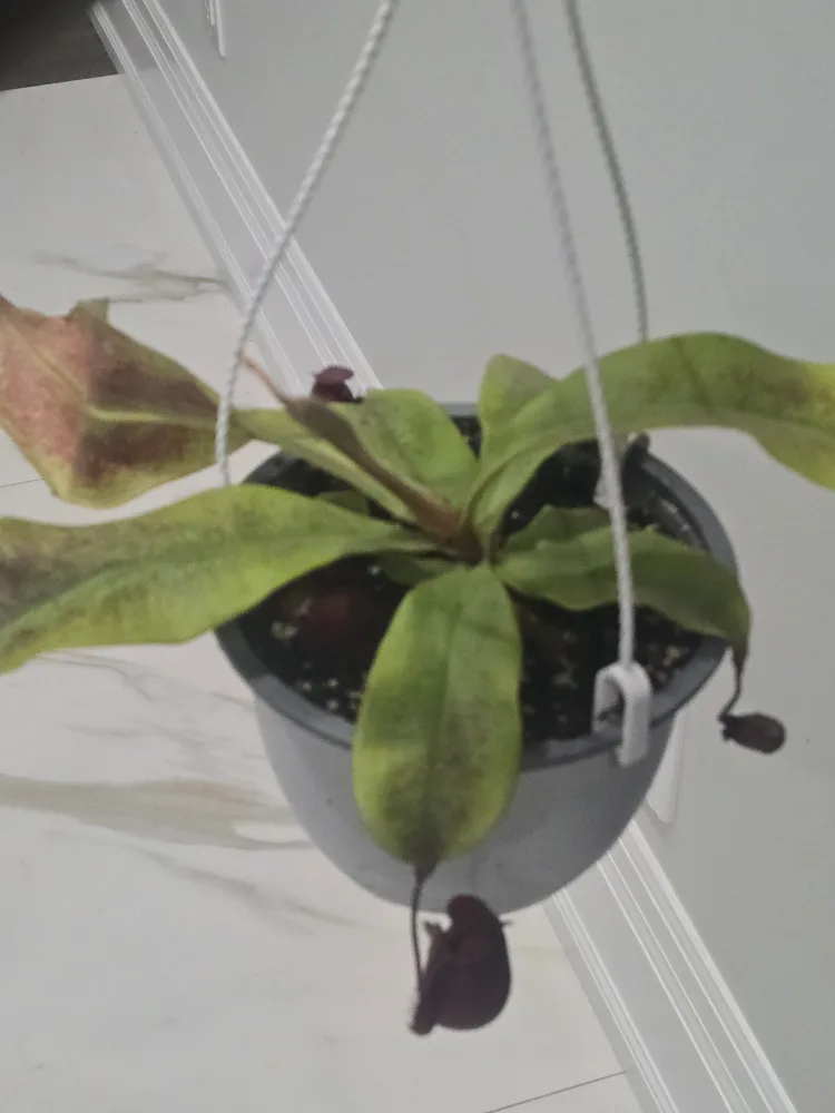 Hanging Pitcher Plant image indicator(5)