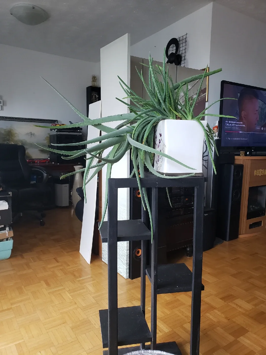 Aloe Vera Plant image indicator(3)