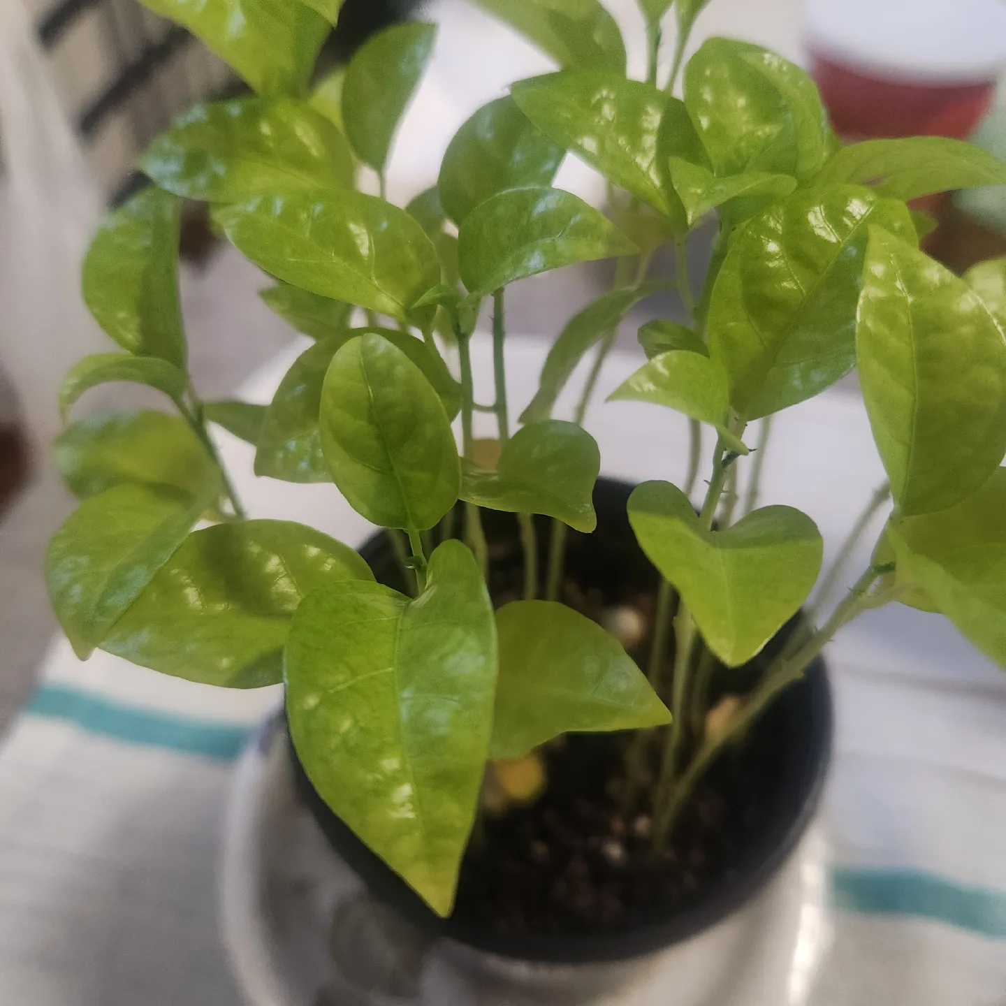 🥕 Potted passion fruit plant image indicator(3)