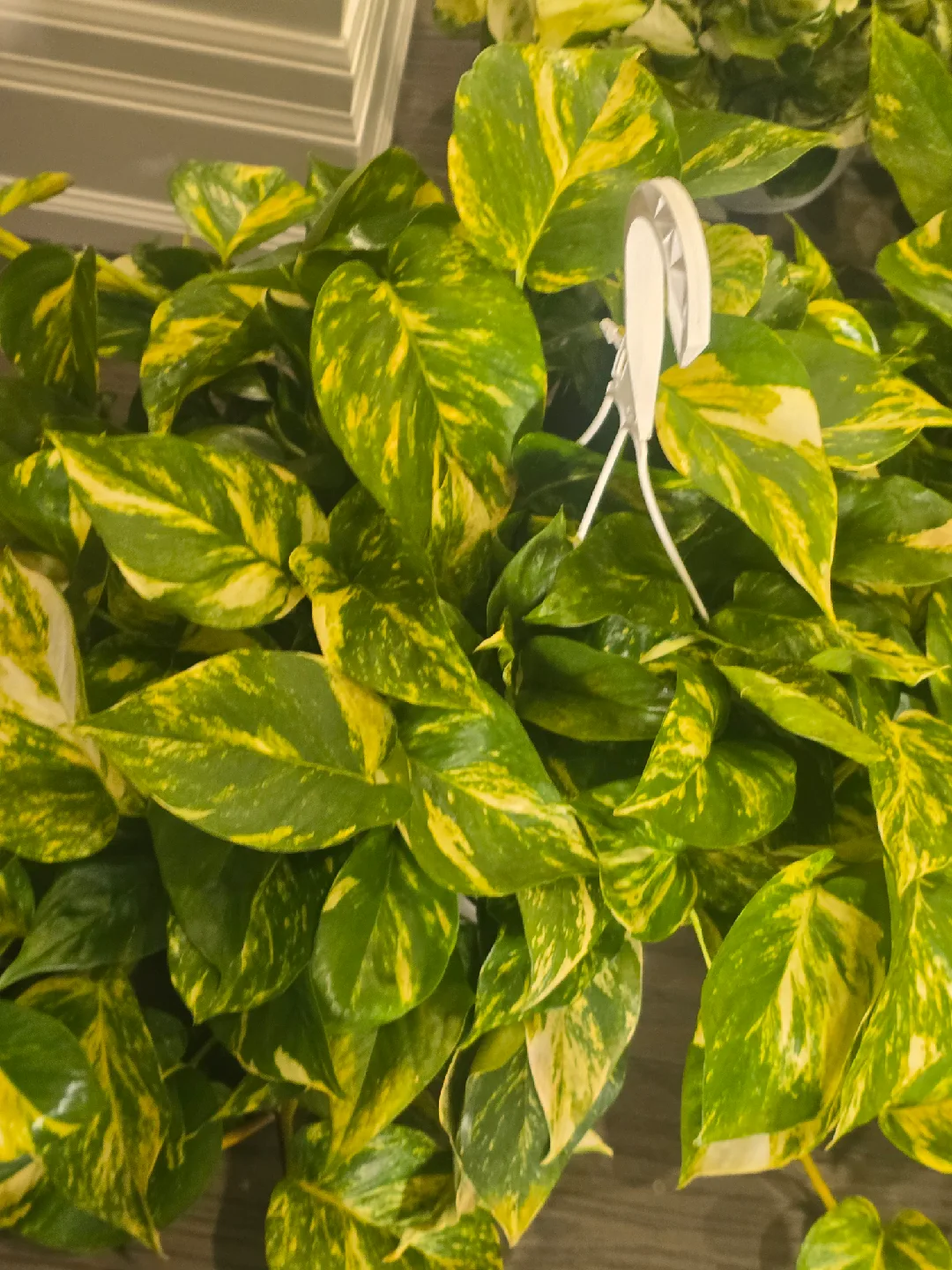 Golden Pothos Plant image indicator(7)