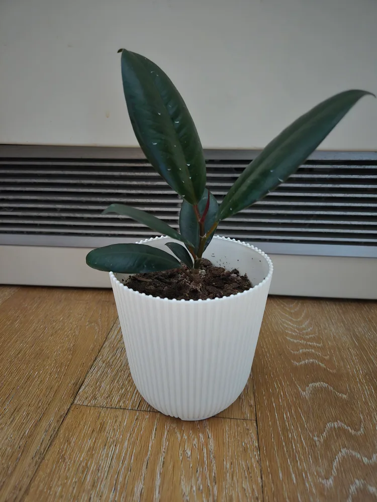 Rubber Plant in White Pot 🥕 thumbnail