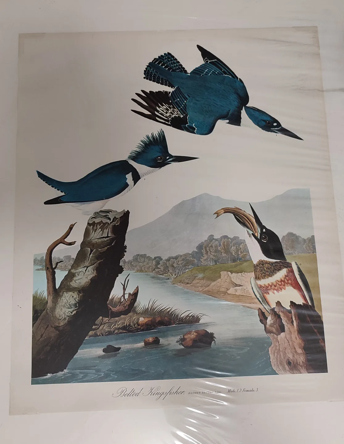 Belted Kingfisher Art Print thumbnail