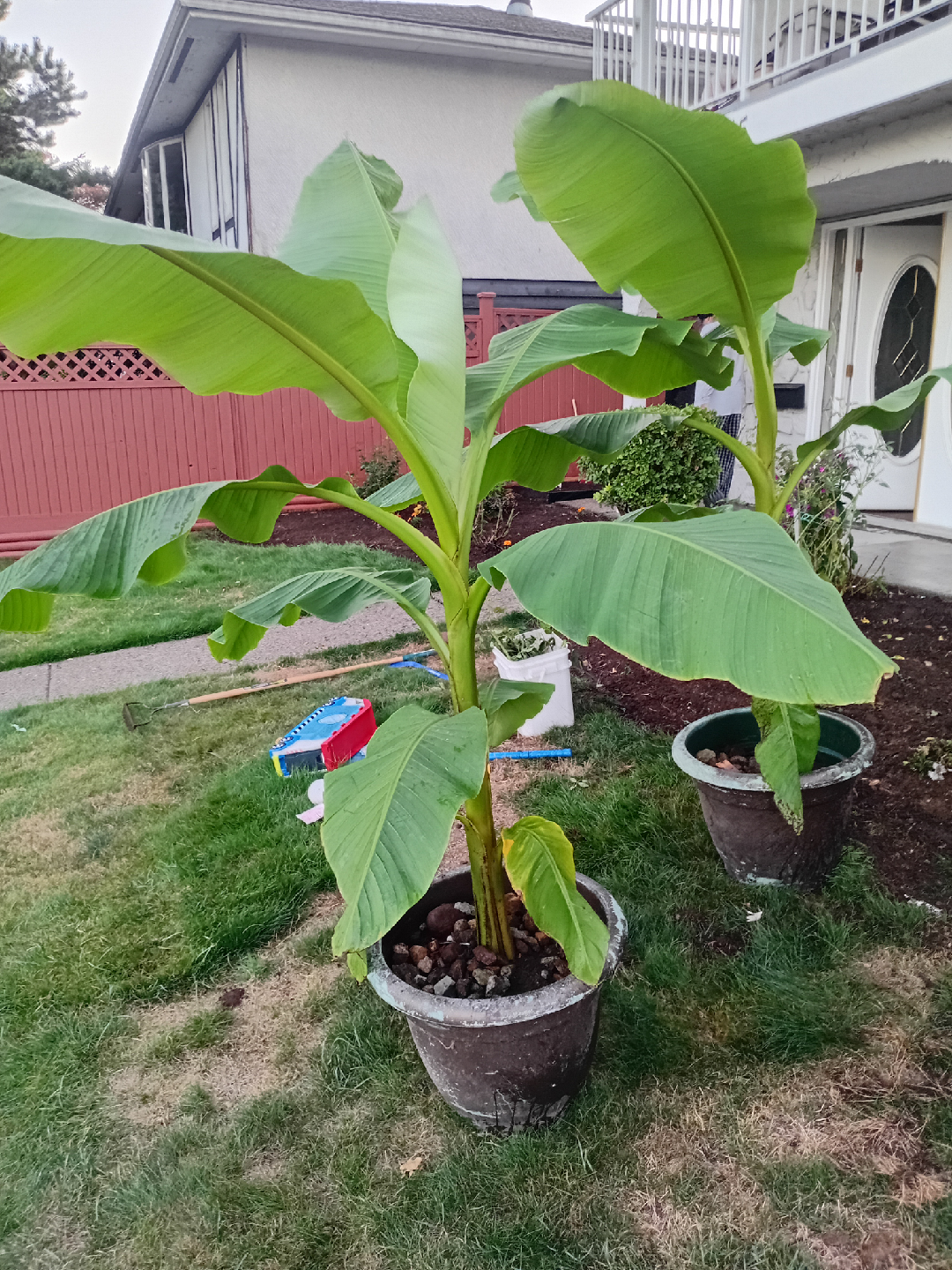 FREE Outdoor Pots