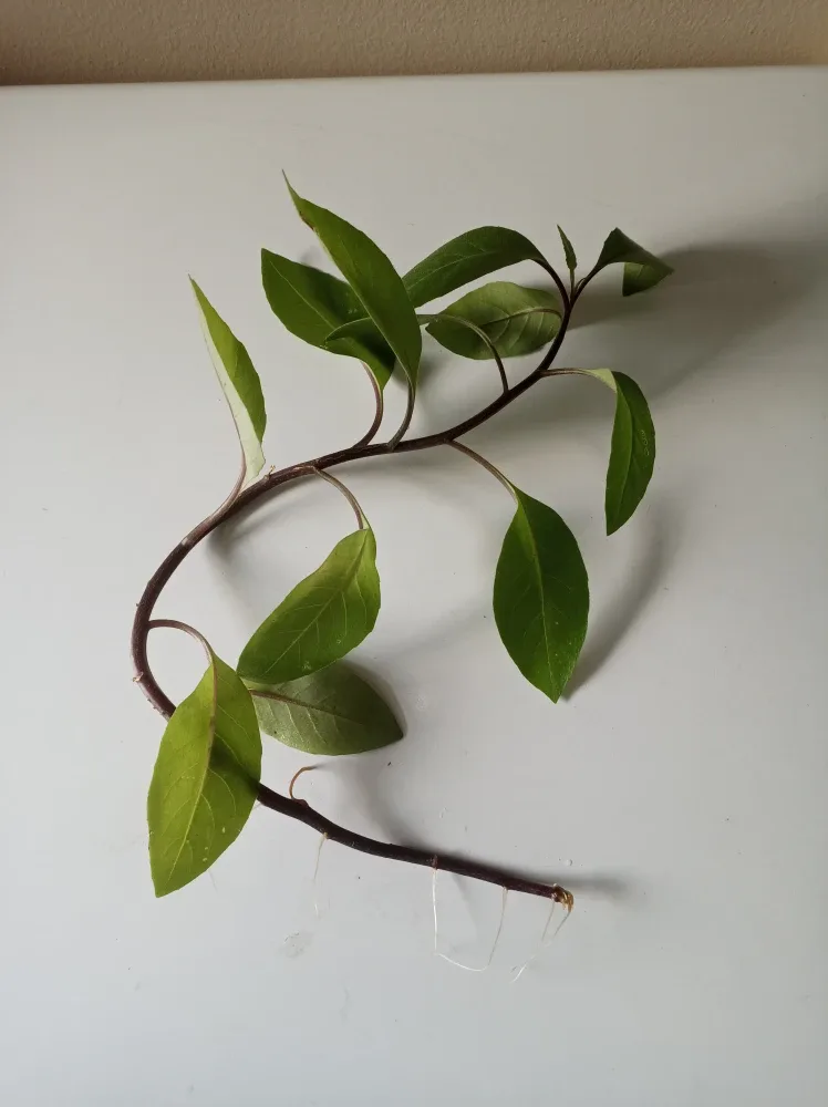 free Longevity Spinach Cutting thumbnail
