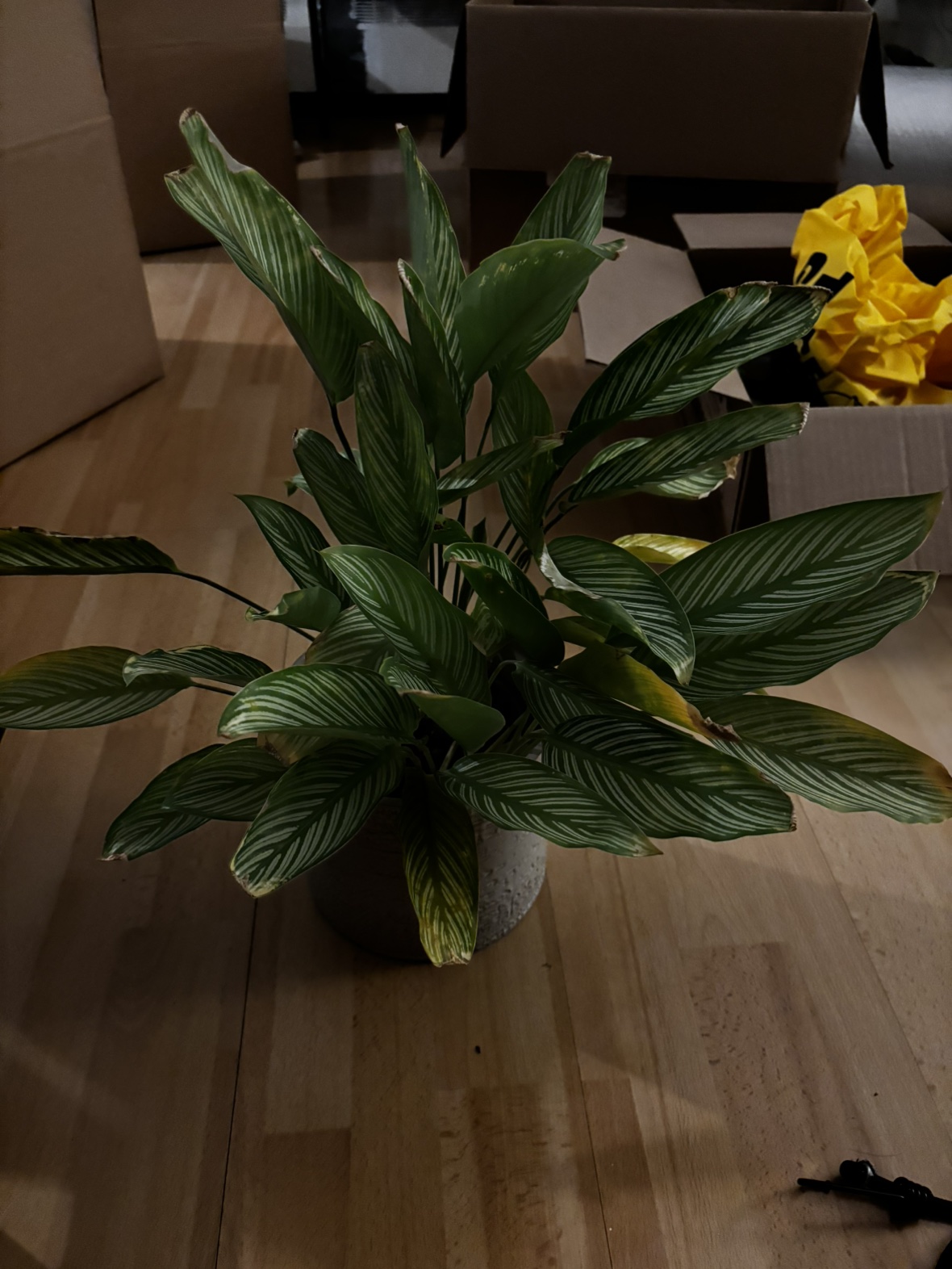 Prayer plant (calathea vittata)