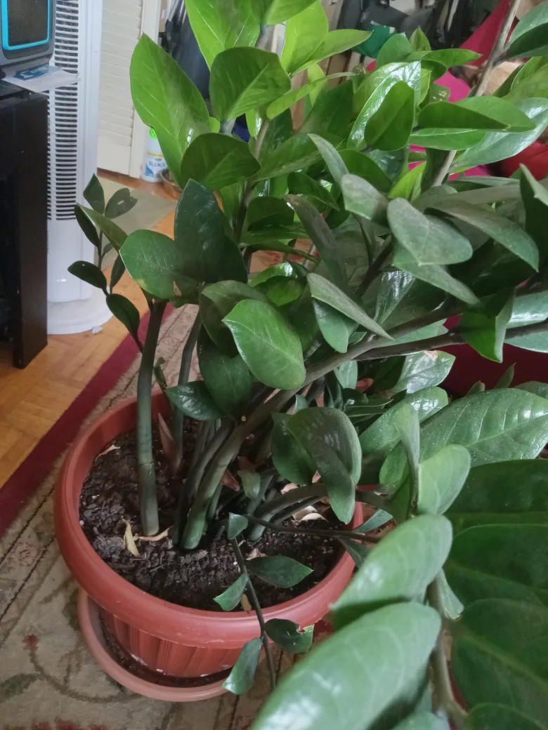 ZZ Plant in Terra Cotta Pot image indicator(5)