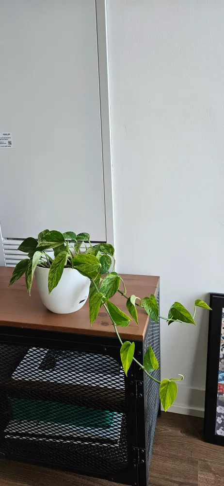 Pothos Plant in White Pot thumbnail