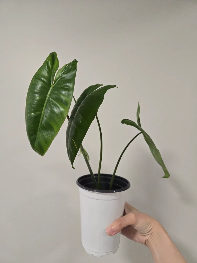 Philodendron Paraiso Verde 🥕 thumbnail