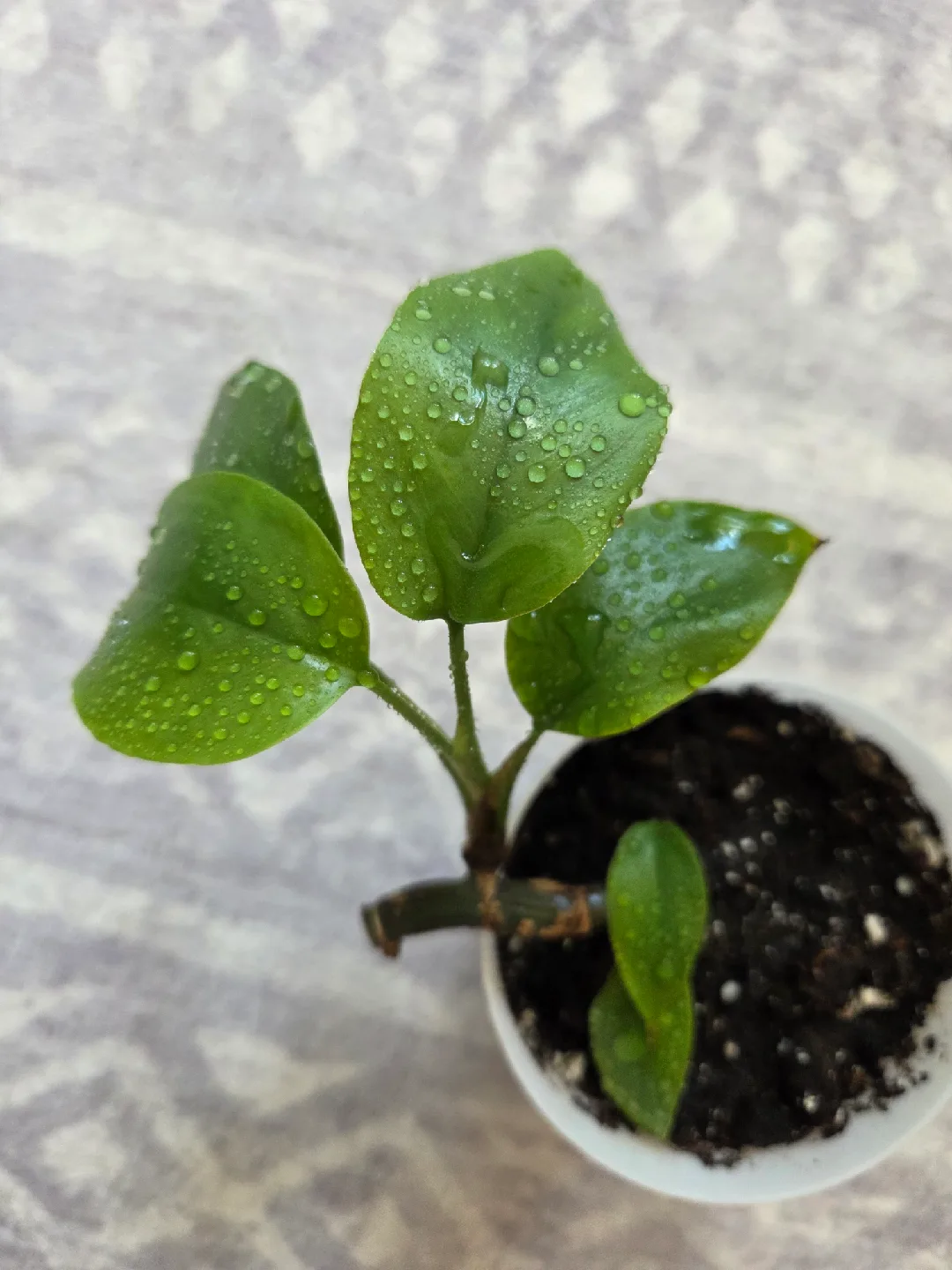 Small houseplant 🥕 thumbnail