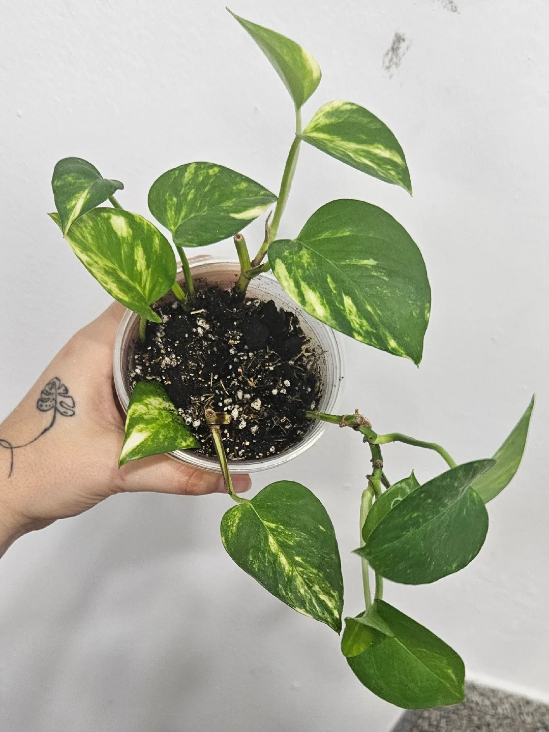 Golden Pothos Plant thumbnail