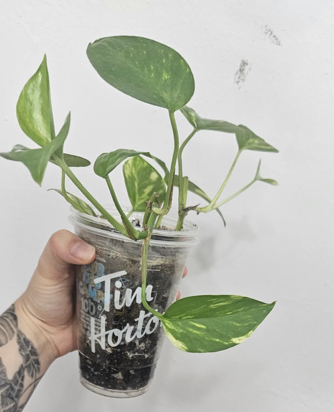 Golden Pothos Plant image indicator(2)
