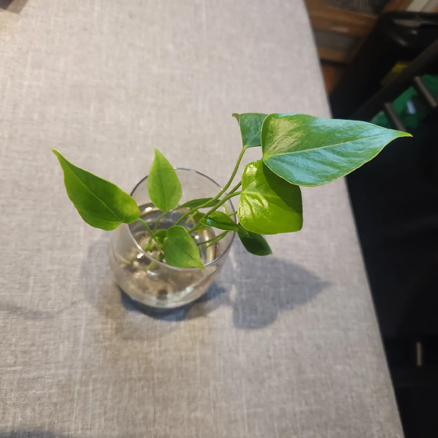 Anthurium Plant in water image indicator(2)