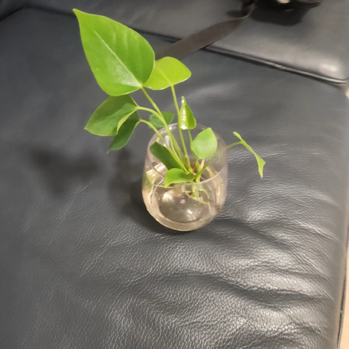 Anthurium Plant in water image indicator(3)