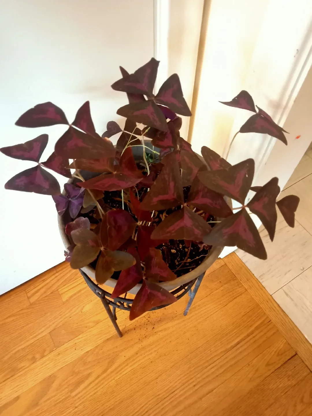 Large Purple Oxalis 6x9 inches pot image indicator(3)