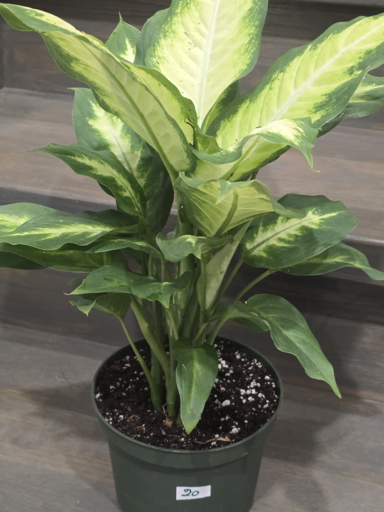 Dieffenbachia Plant in Pot - photo 3