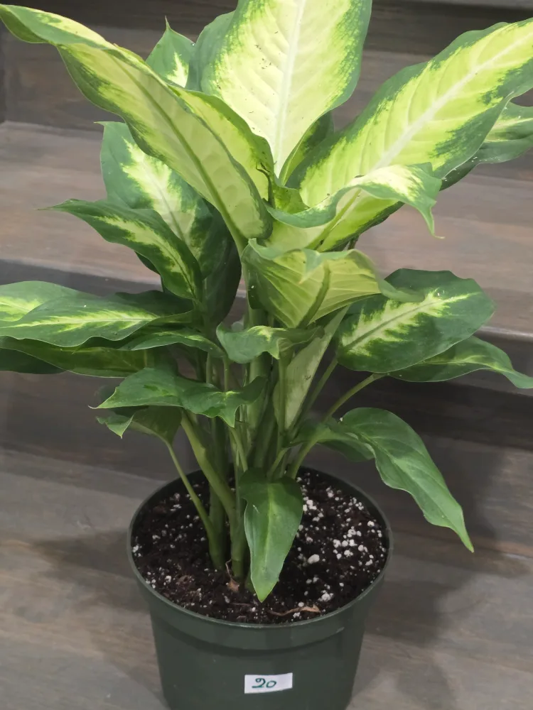 Dieffenbachia Plant in Pot image indicator(3)