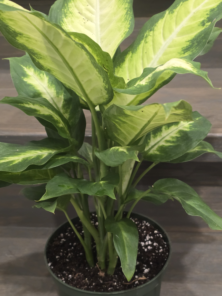 Dieffenbachia Plant in Pot - photo 4