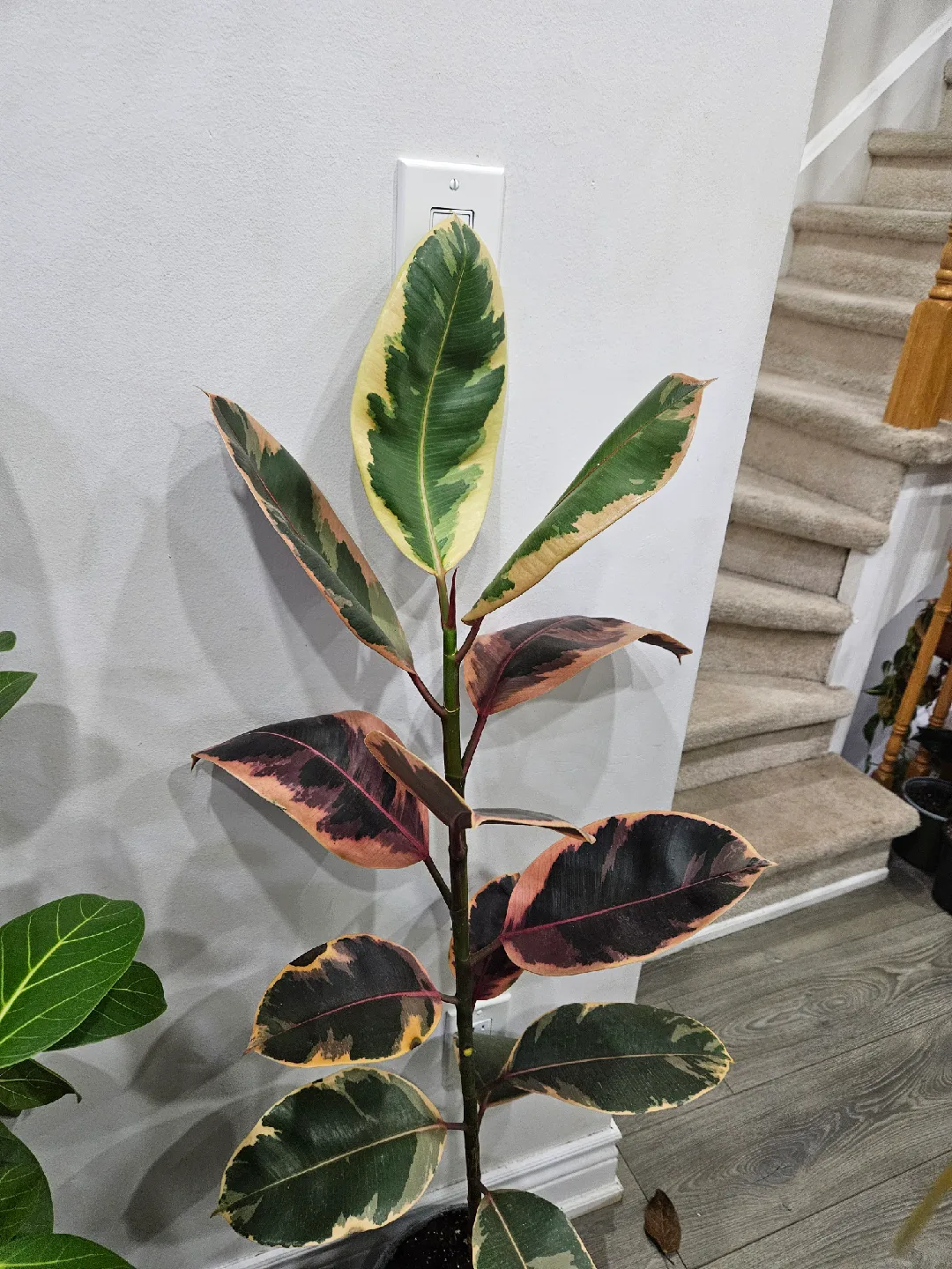Ficus Elastica Ruby & Audrey Plants image indicator(4)