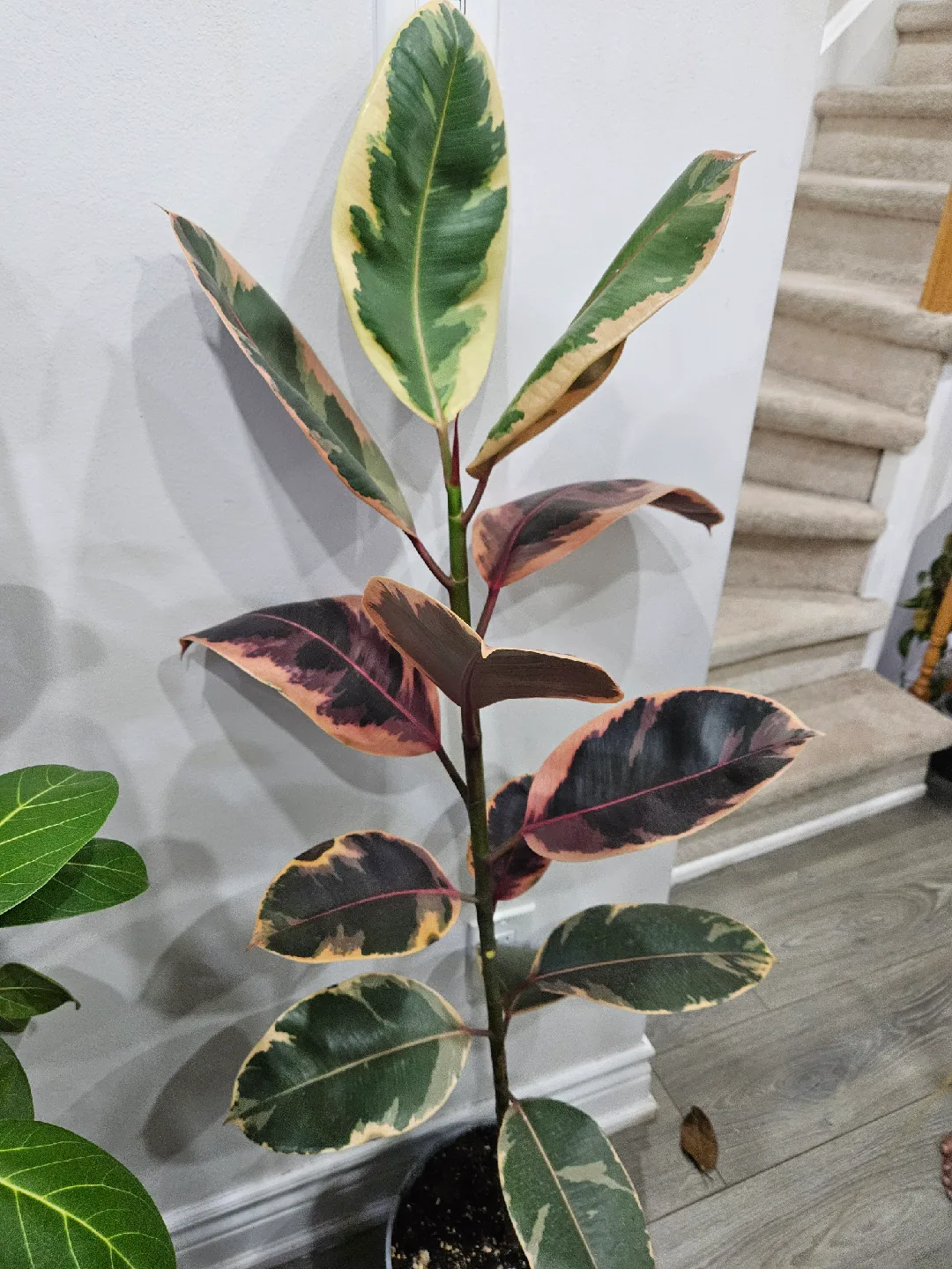 Ficus Elastica Ruby & Audrey Plants image indicator(5)