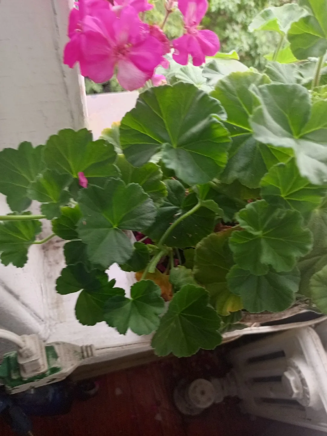 Geranium plant in pot image indicator(2)