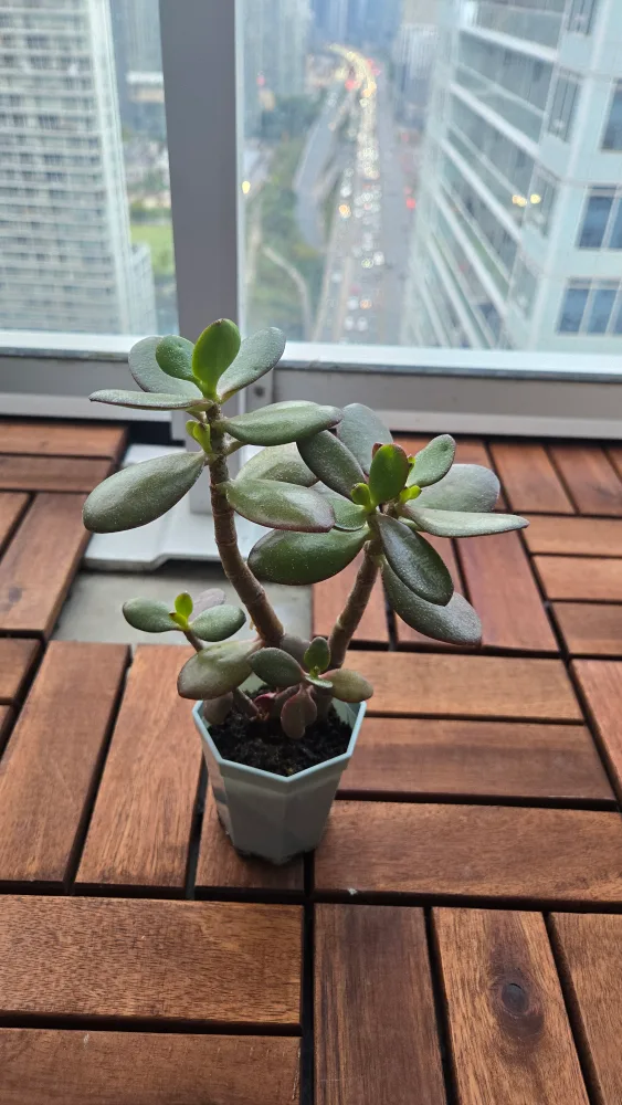 Jade Plant (outgrowing pot) thumbnail