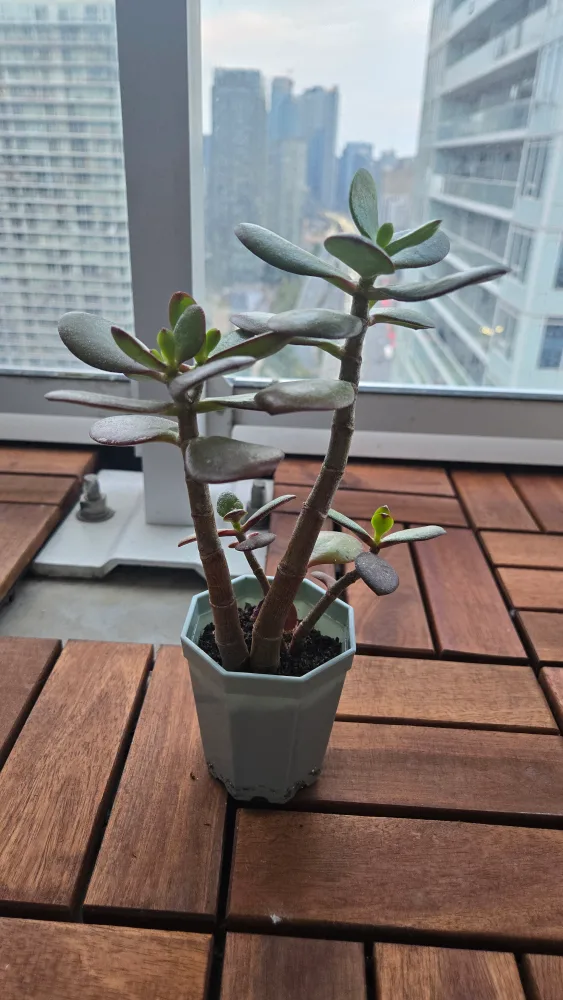 Jade Plant (outgrowing pot) image indicator(2)