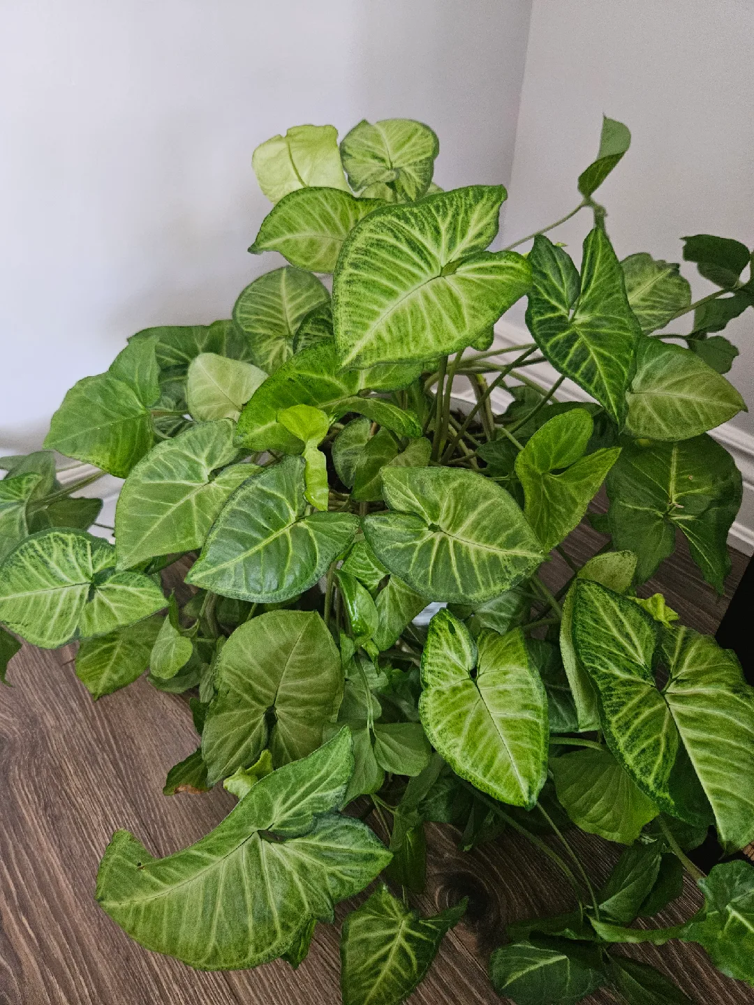 Syngonium Plant thumbnail