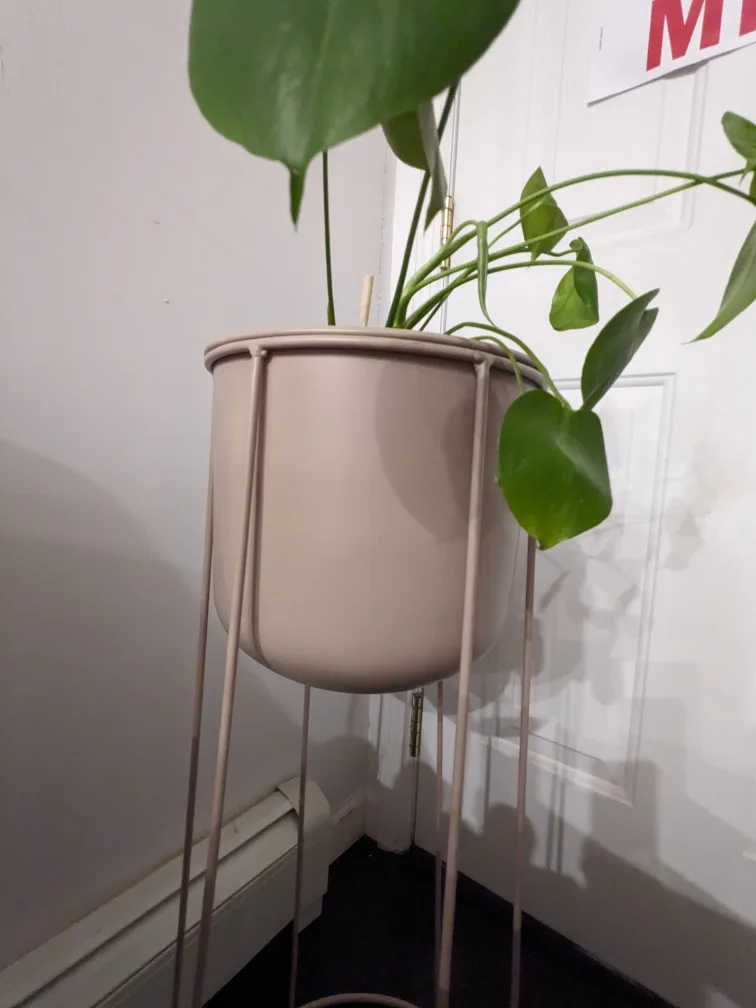 🥕Celeste Plant Stand  $90 image indicator(3)