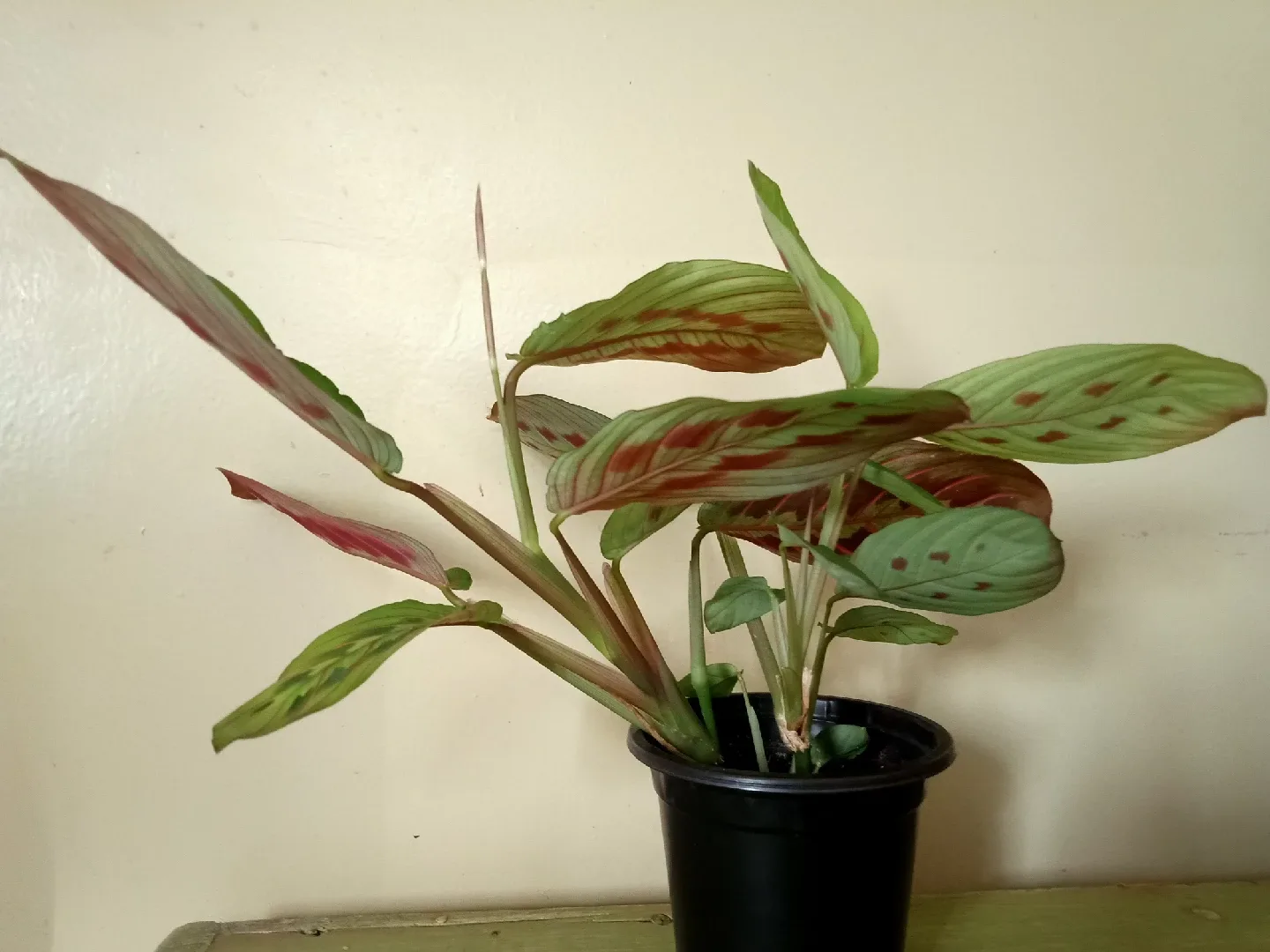 Red Prayer Plant image indicator(2)