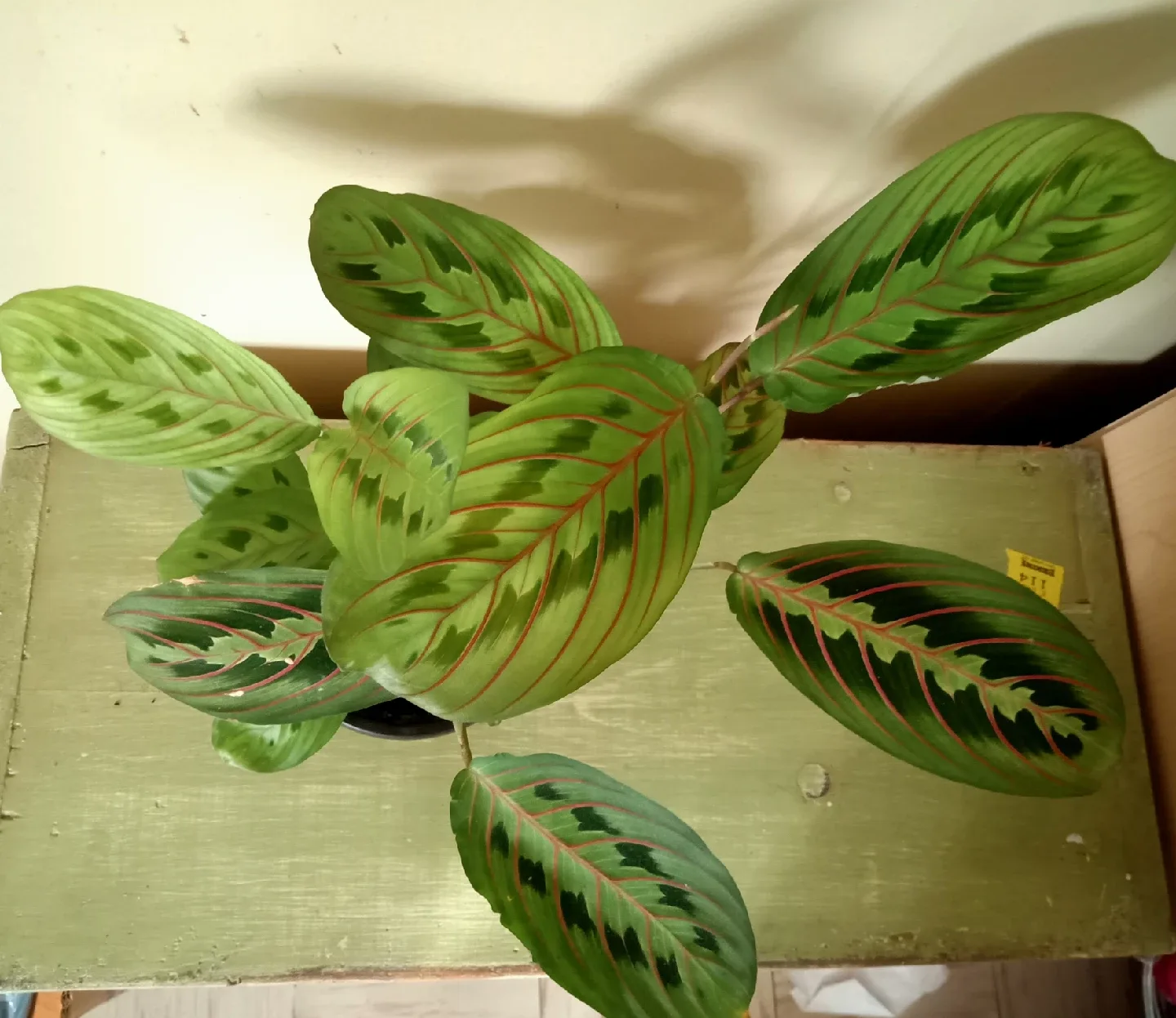 Red Prayer Plant image indicator(3)