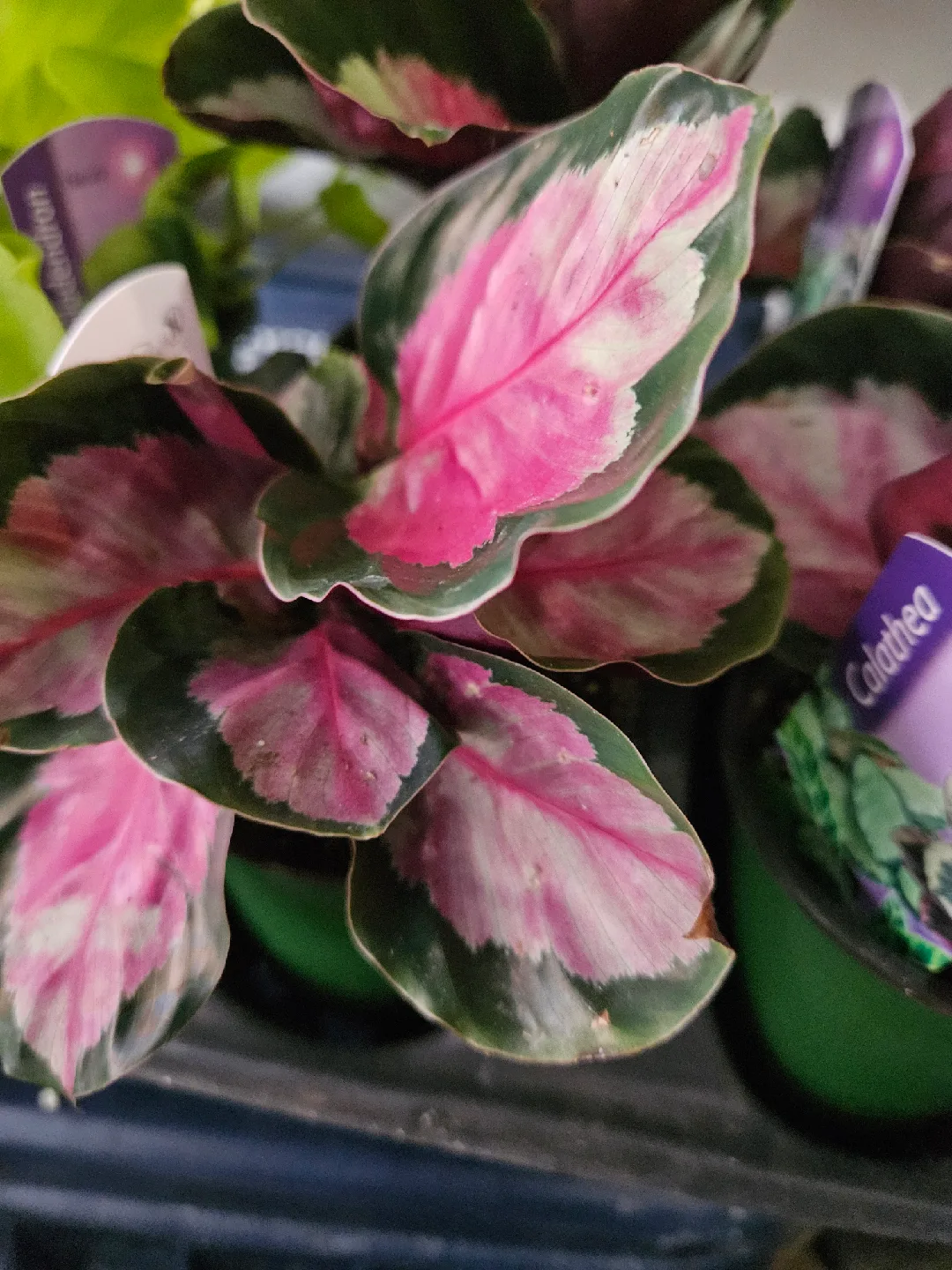 🥕Calathea Ornata Pinstripe Plant🥕 image indicator(6)