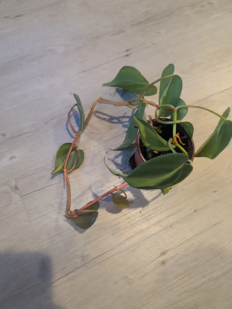 Philodendron Hederaceum Micans Plant 🥕🥕 thumbnail