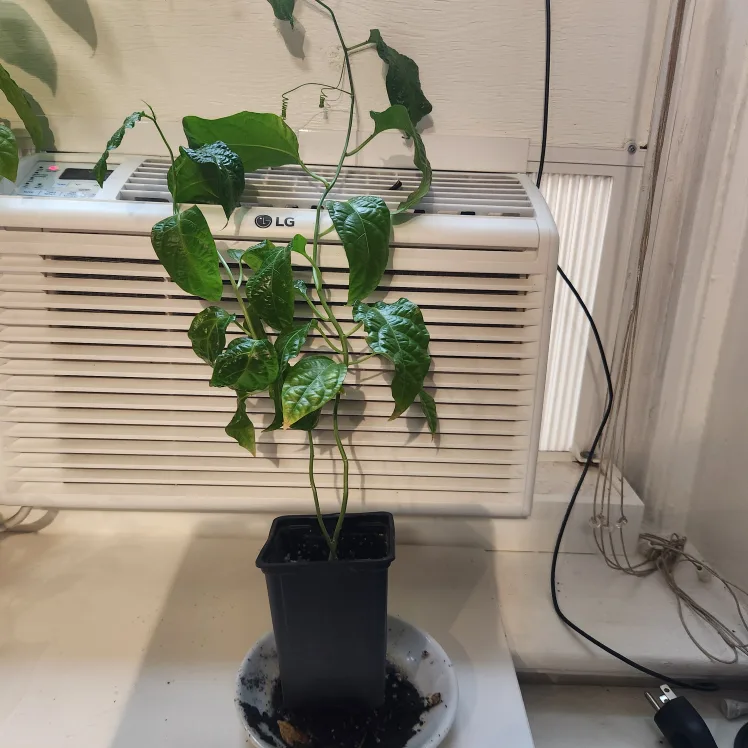 Passion Flower Vine Plant thumbnail