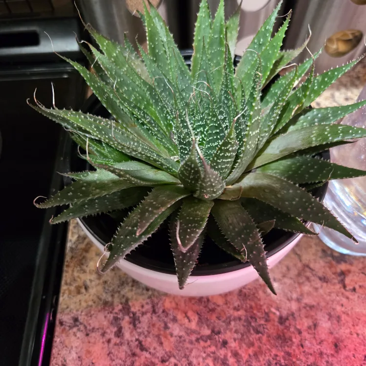 Cute Aloe Plant in Face Pot image indicator(4)