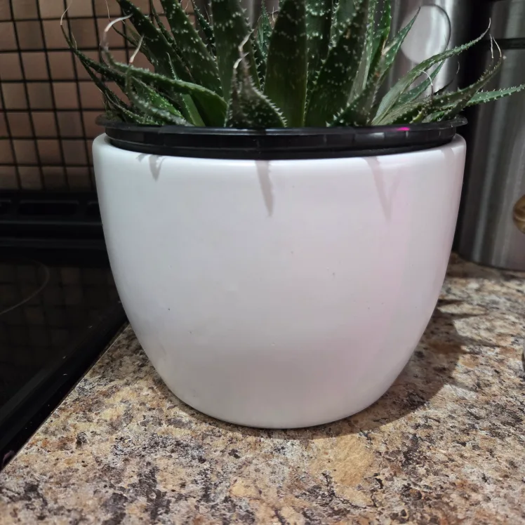 Cute Aloe Plant in Face Pot image indicator(5)