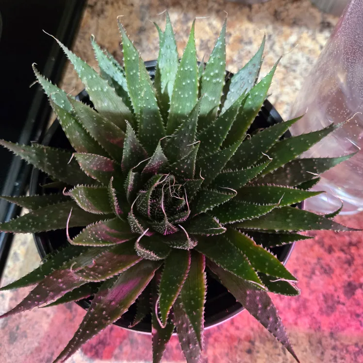 Cute Aloe Plant in Face Pot image indicator(6)