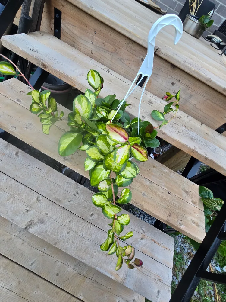 Hoya Australia Lisa variegated 8"hanging baskets image indicator(6)