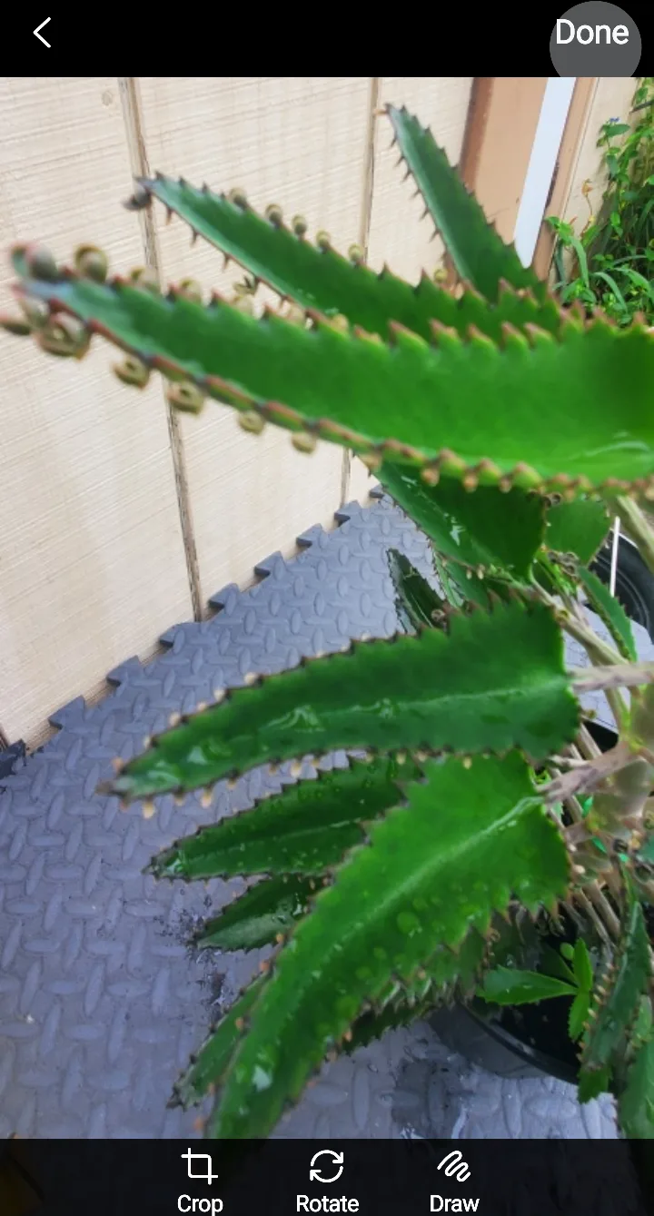 Mother of Thousands Plant image indicator(7)