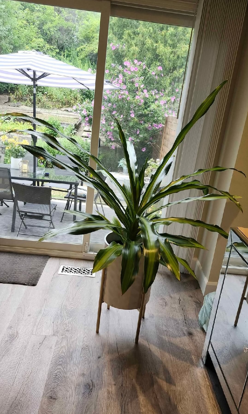 Large Dracaena Plant - $30 PRICED TO SELL!