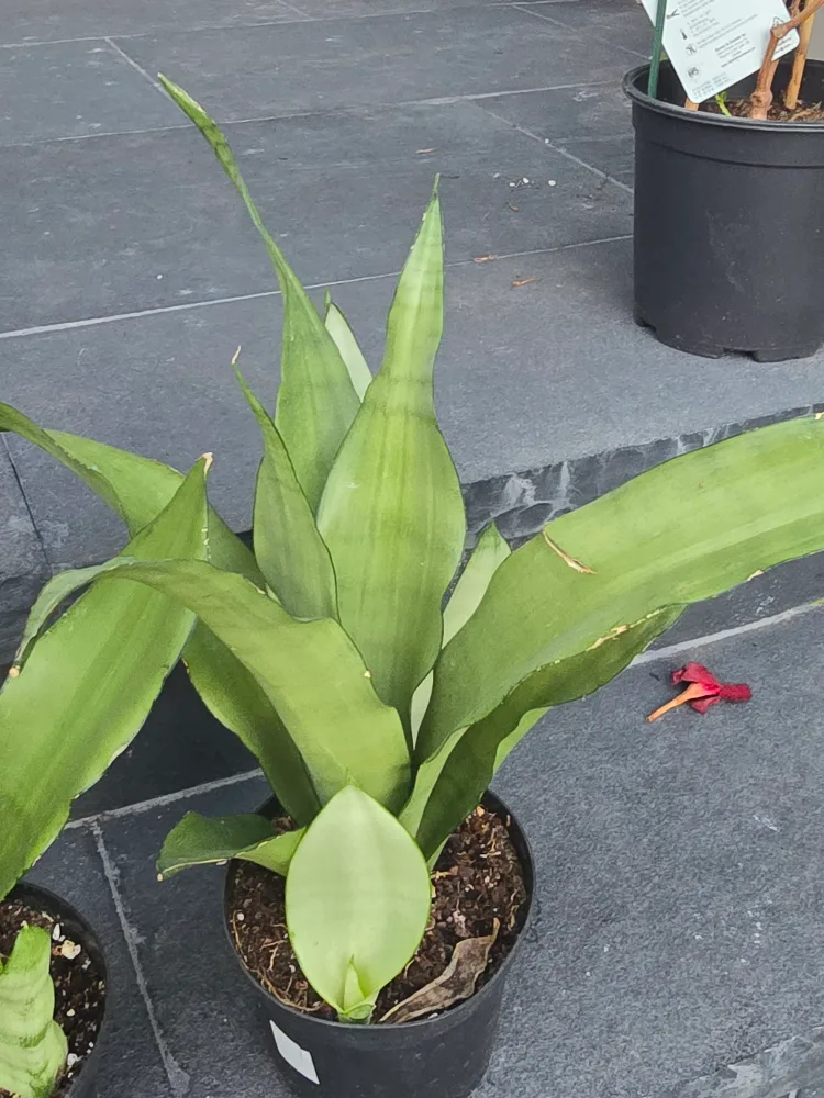 Snake Plant (Sansevieria trifasciata) image indicator(8)