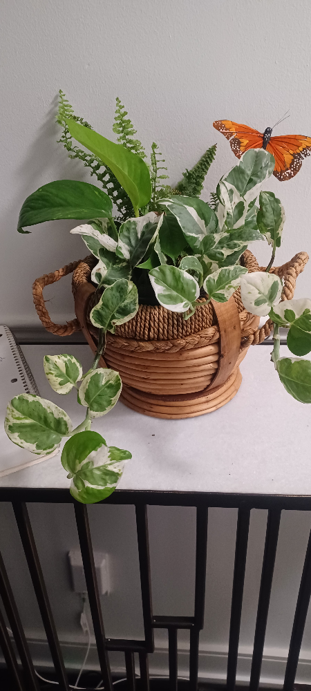 Houseplant arrangement