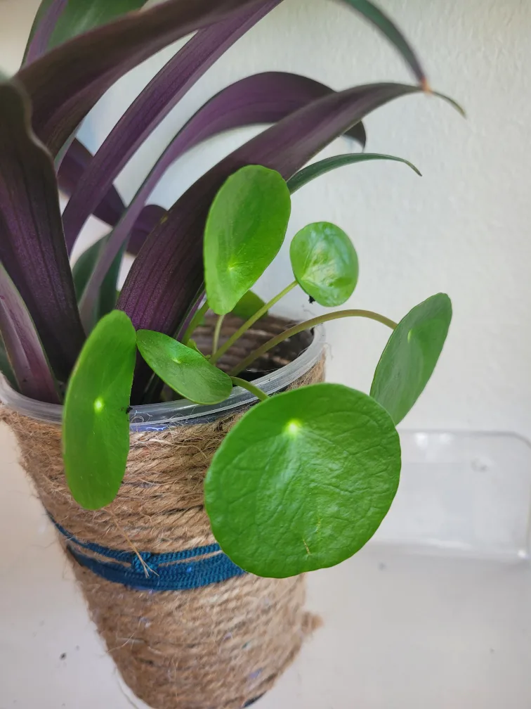 Tradescantia & Pilea Plant Arrangement image indicator(5)