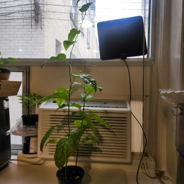 Passion Flower Plant