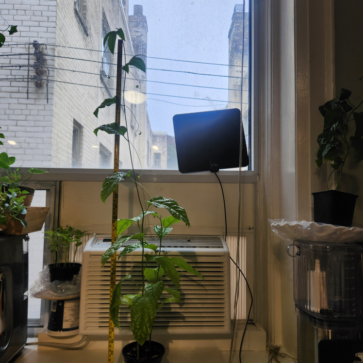 Passion Flower Plant - photo 2