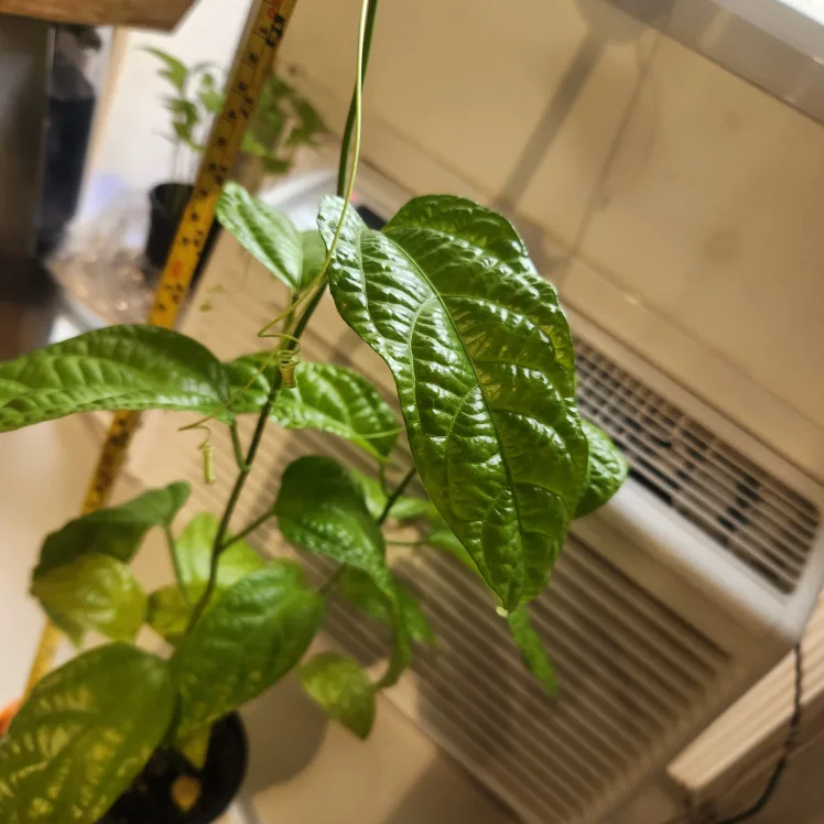 Passion Flower Plant image indicator(4)