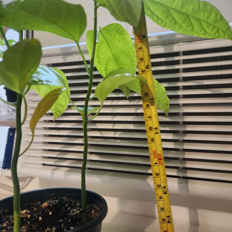 Passion Flower Plant image indicator(7)